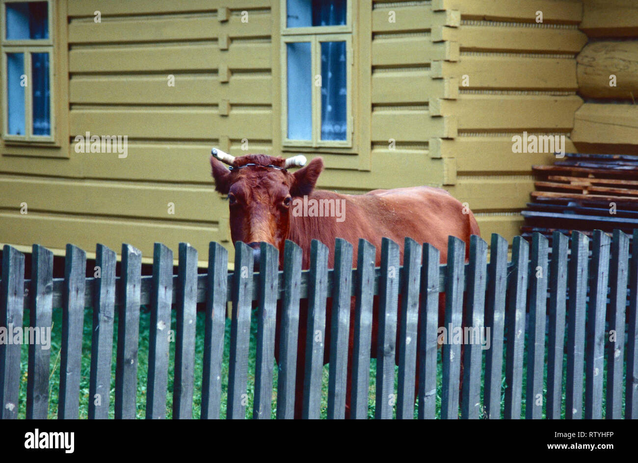 Die Kuh an Chocholow, Polen Stockfoto