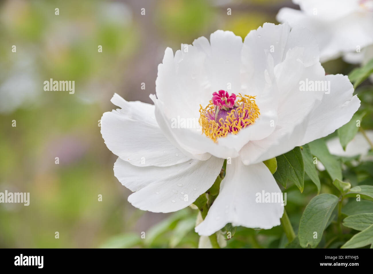 In der Nähe eines schönen einzelnen Form weiße Pfingstrose tierisch darauf in einem Garten. Stockfoto