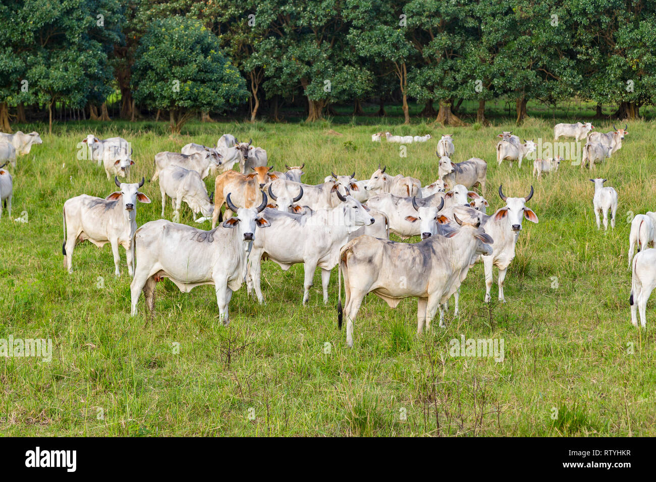 Cebu Rinder, weiße Tiere meist auf grünen Weiden, auf haciendas der Ecuadorianischen Küste Stockfoto