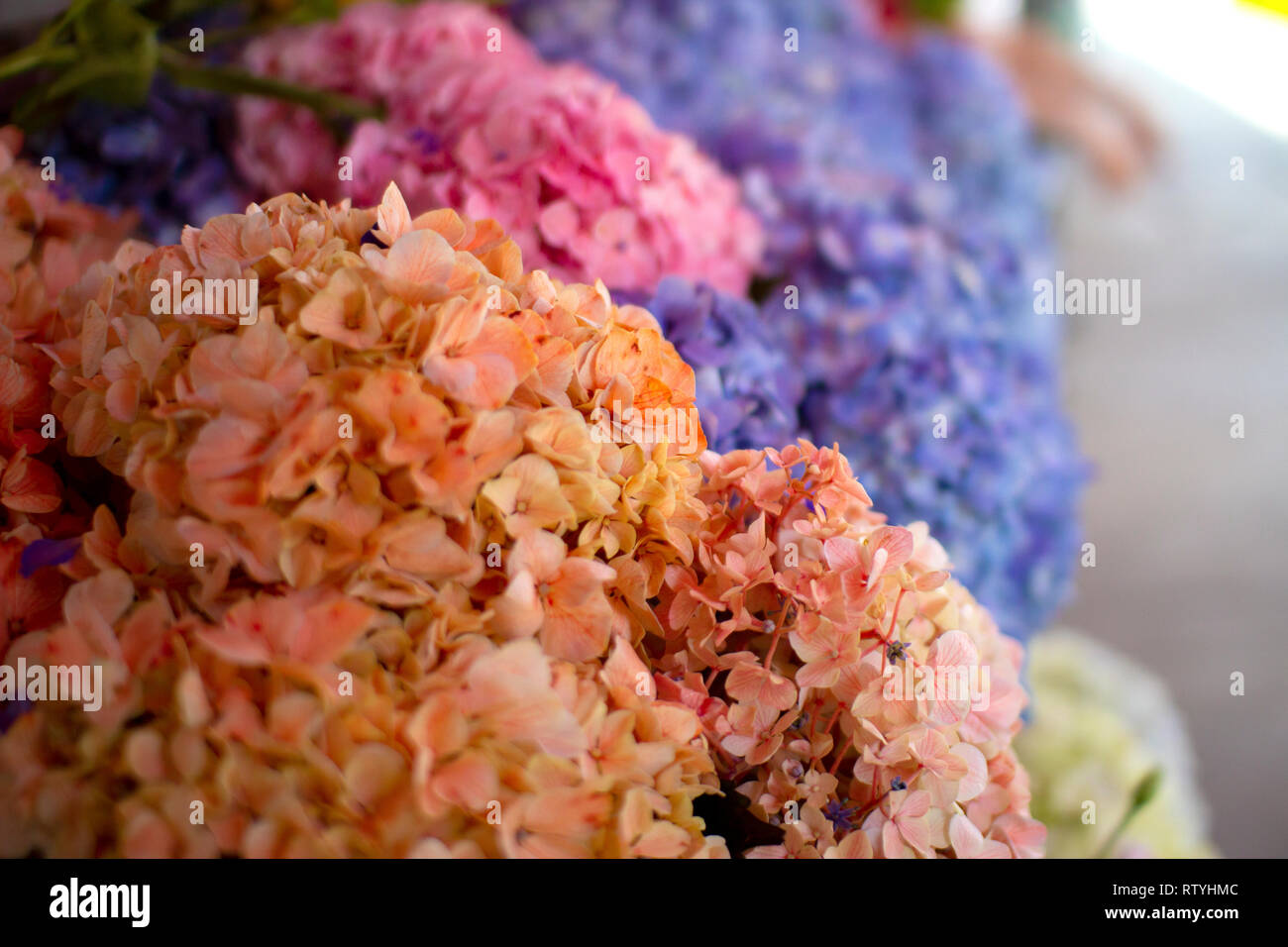 Natürlichen schönen Blumen in Pastell Tönen (Pfirsich, lila, pink), wunderschöne Blumensträuße im Blumengeschäft. Feder Konzept. Stockfoto