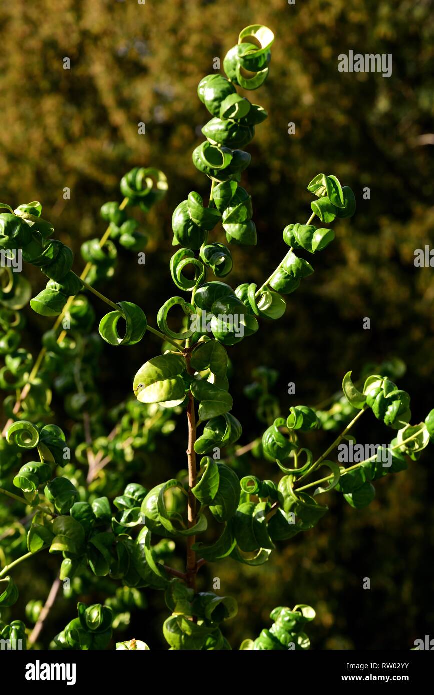 peperomia prostrata variegata String of turtles 'Peperomia prostrata'