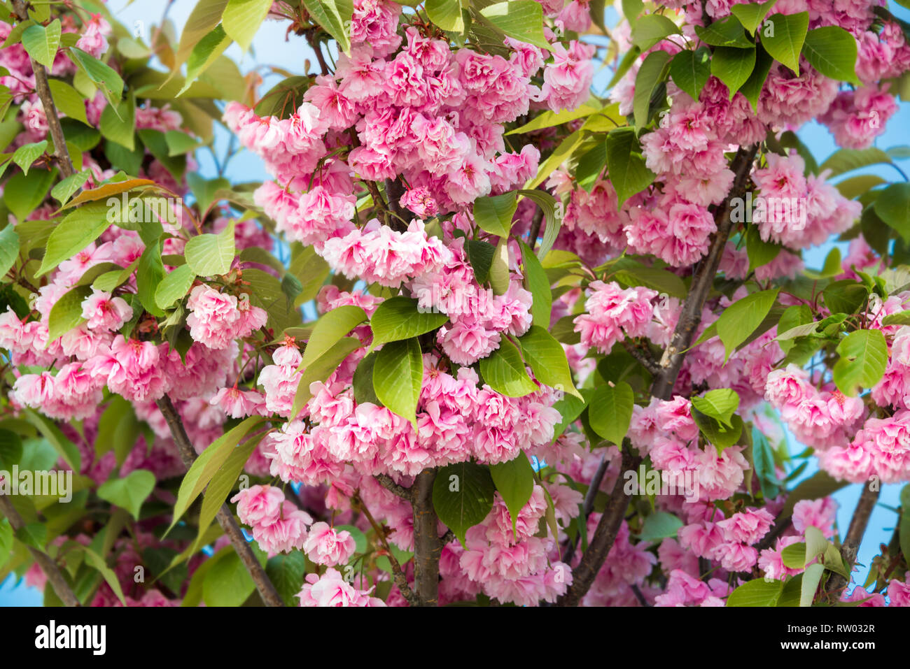 Frucht Baum im Frühling blühen mit schönen rosa Blüten Stockfoto