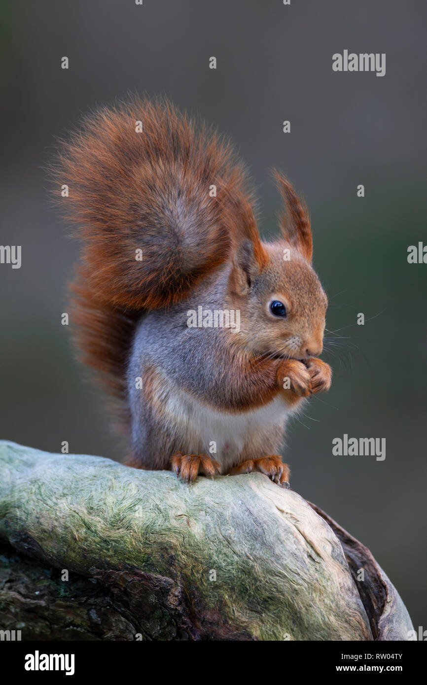 Rote Eichhörnchen oder Eurasische Eichhörnchen Sciurus vulgaris mit einem langen Winter Mantel und prominenten Ohrpinsel Essen beim Sitzen auf der Extremität eines Baumes Stockfoto