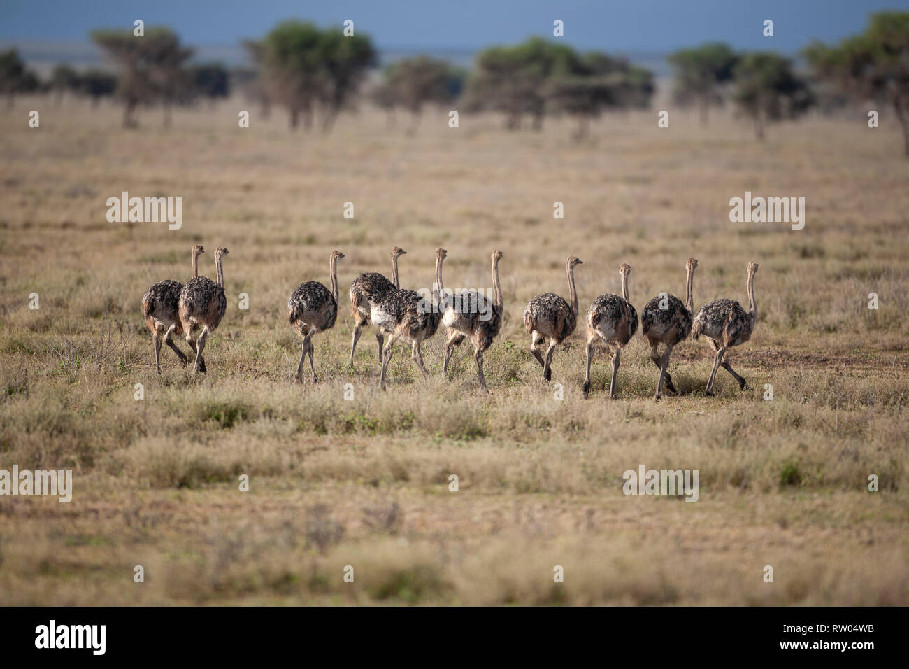 Eine Herde von 10 jungen Massai Strauße (Struthio camelus massaicus) auf den Ebenen der Ndutu, Tansania in Ostafrika Stockfoto