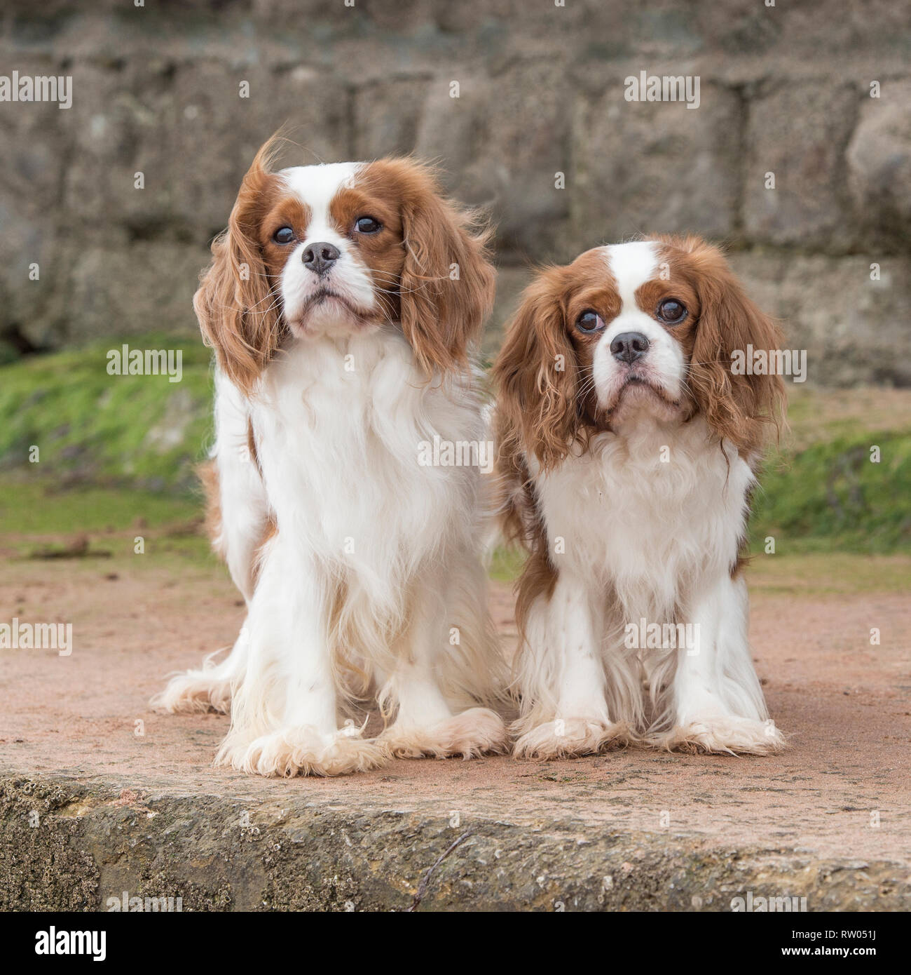 Cavalier King Charles spaniel Stockfoto