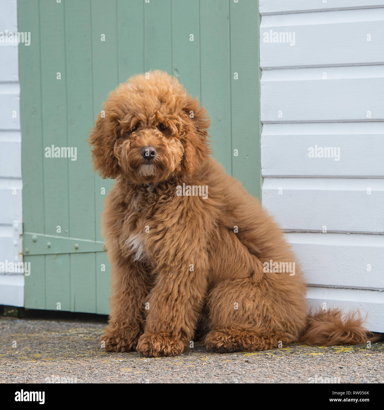 Cockapoo Hund Stockfoto