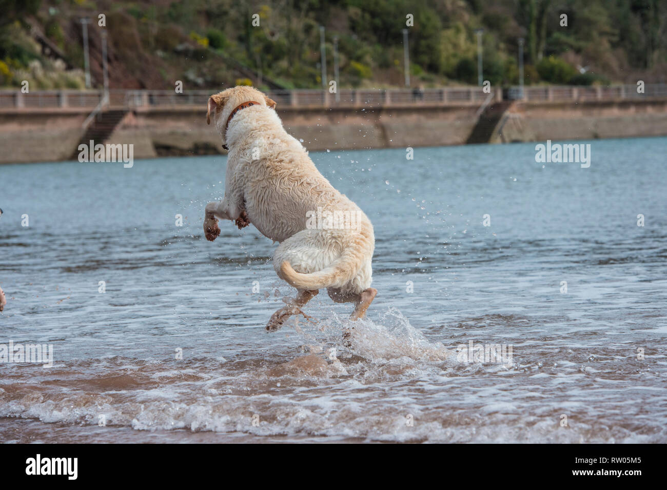 Labrador Hund spielen im Meer Stockfoto