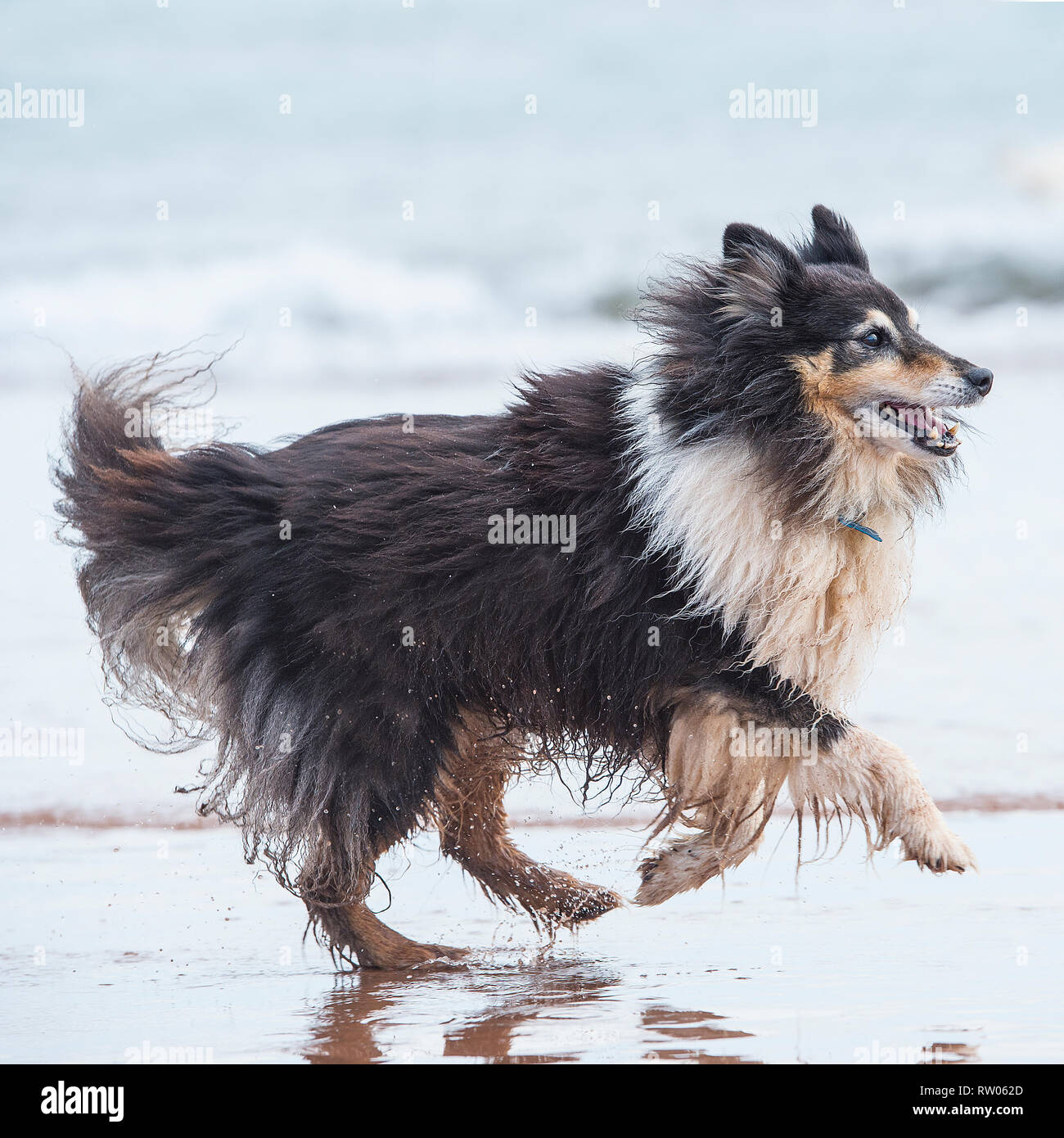 Shetland sheepdog Laufen am Strand Stockfoto