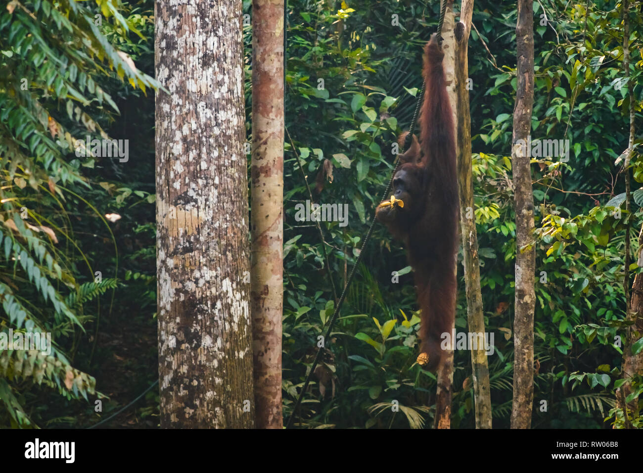 BORNEO / Sarawak/Malaysia/JUNI 2014: Orang-utans im Semenggoh Nature Reserve Stockfoto