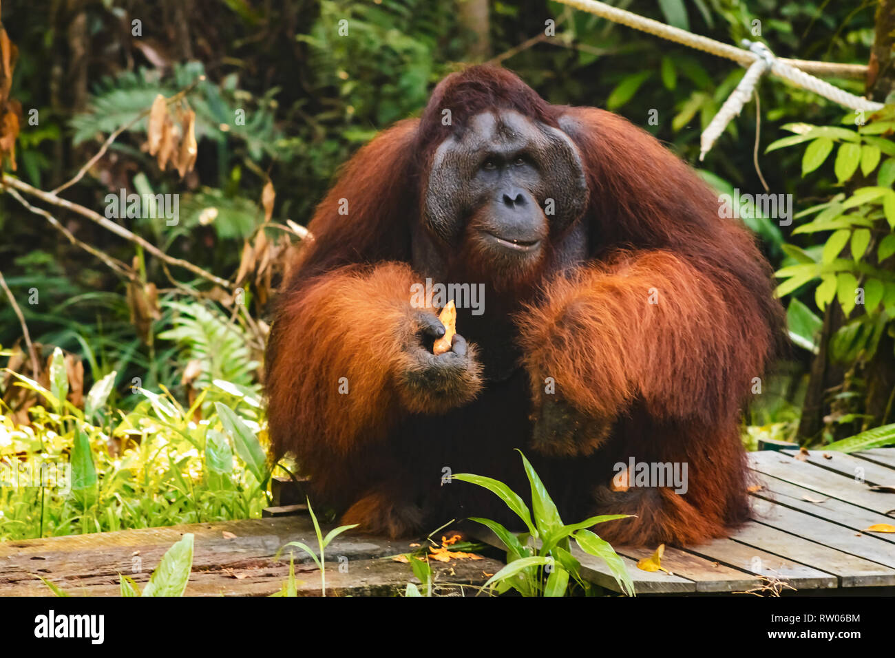 BORNEO / Sarawak/Malaysia/JUNI 2014: Orang-utans im Semenggoh Nature Reserve Stockfoto