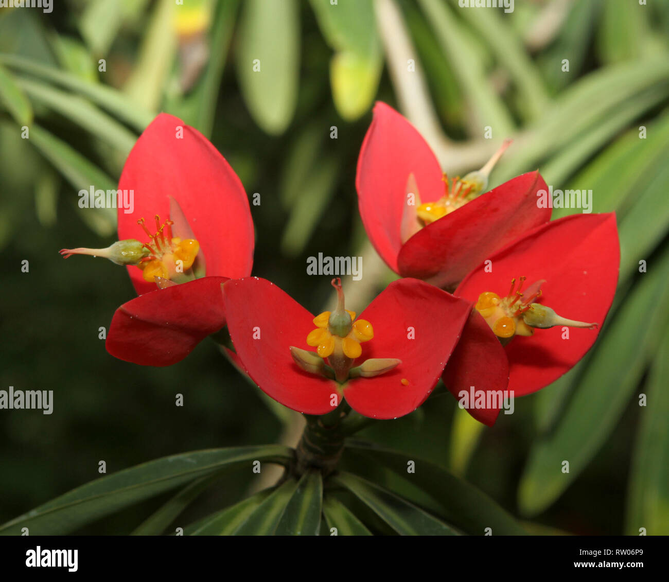 Bunte Blume blüht Stockfoto