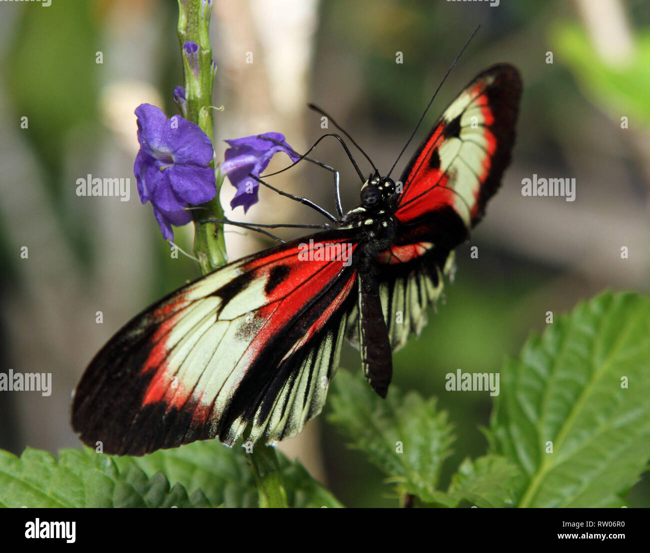 Fütterung auf eine lila Blume Schmetterling Stockfoto