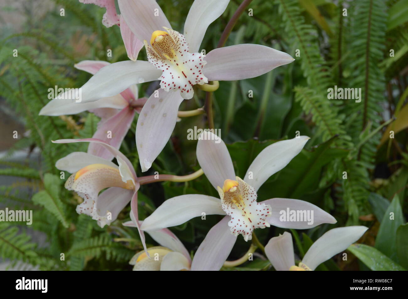 Cymbidium Vieux Rose, Boot Orchid Stockfoto