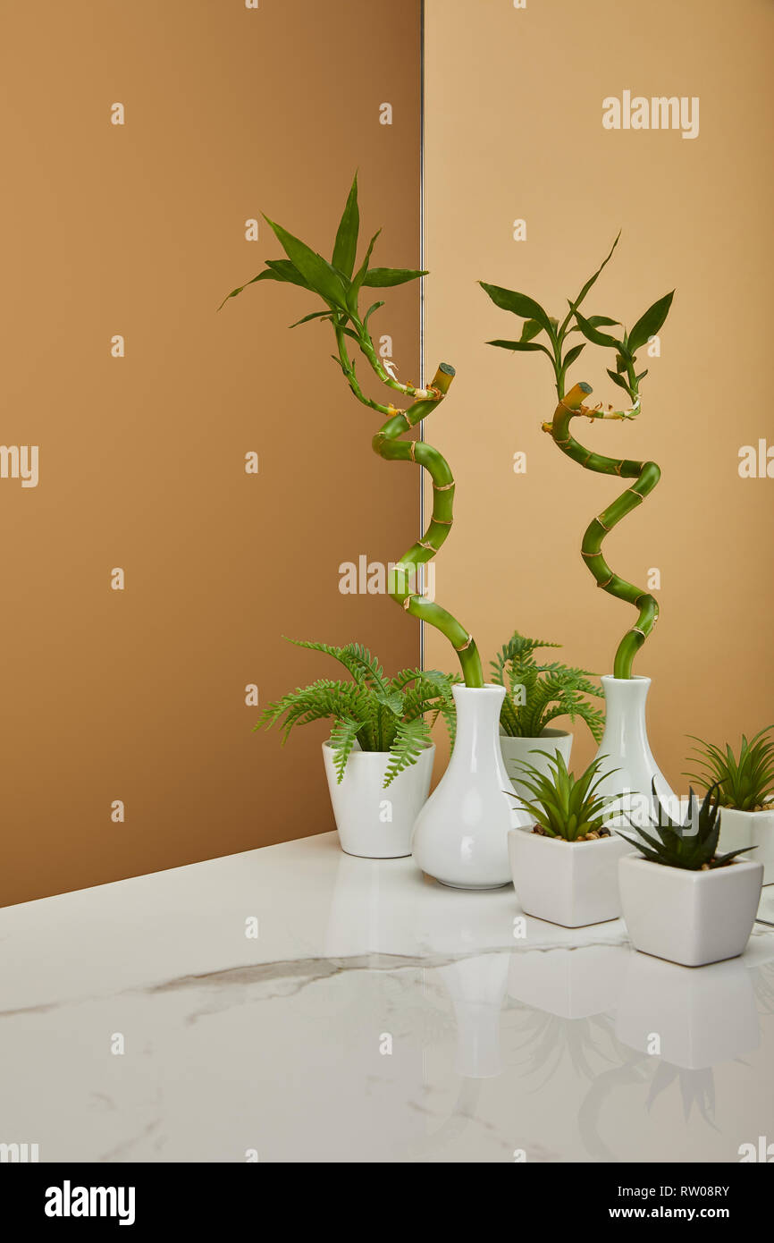Grner Bambus Stammzellen in der Vase und Tpfe mit Pflanzen neben Spiegel  auf weien Tisch und beigen Hintergrund Stockfotografie - Alamy