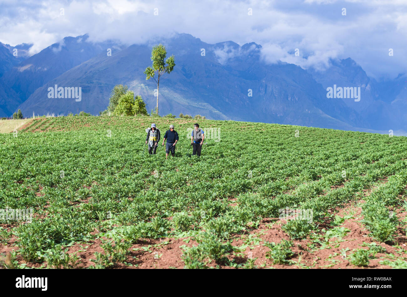Cusco, Peru 31.12.2018: drei Bauern in einem Feld Prüfung der Ernte. Stockfoto