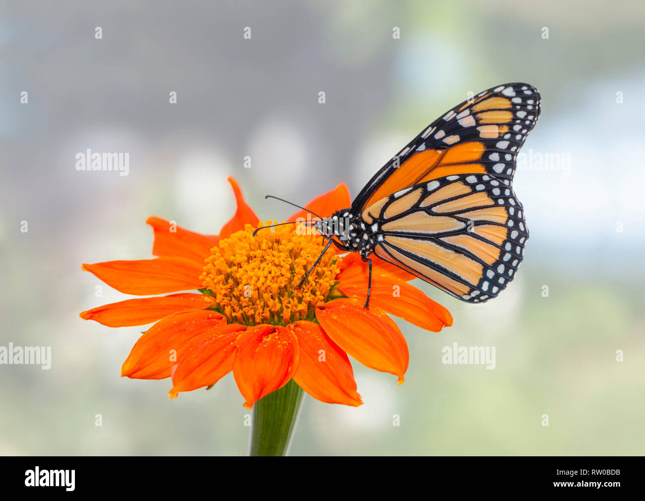 Monarchfalter Danaus Plexippus Fütterung auf ein tithonia Sonnenblume Stockfoto