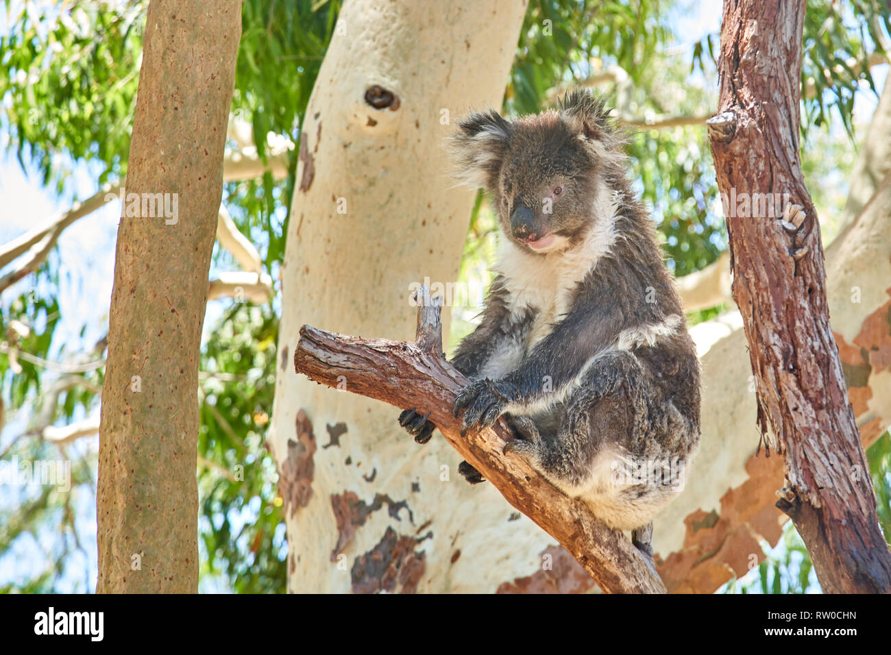 Koala Entspannen auf einem Baum an yanchep Koala Boardwalk, West Australia, Australien Stockfoto