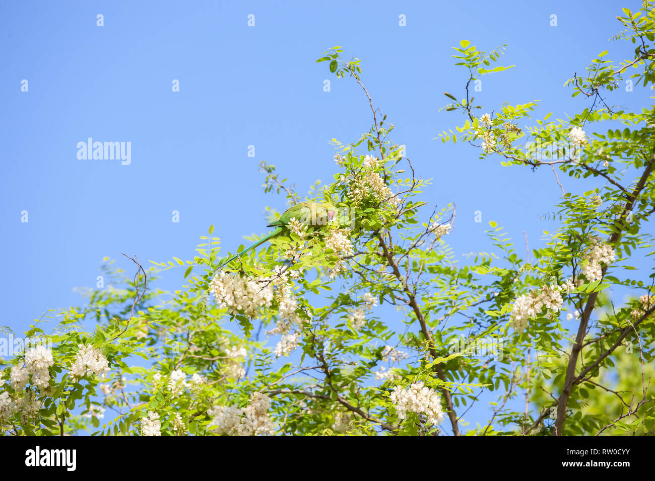Niederlassungen der blühende Akazie (Robinie) gegen den blauen Himmel und grüne Sittich essen Acacia von Blumen. Stockfoto