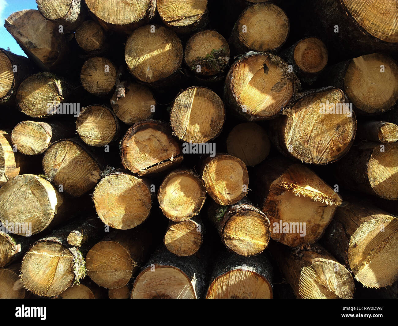 Frisch Baumstämmen, in Haufen gestapelt Schnitt Stockfoto