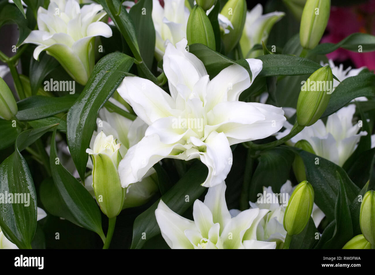 Lilium Oriental "Leona" Blumen. Stockfoto