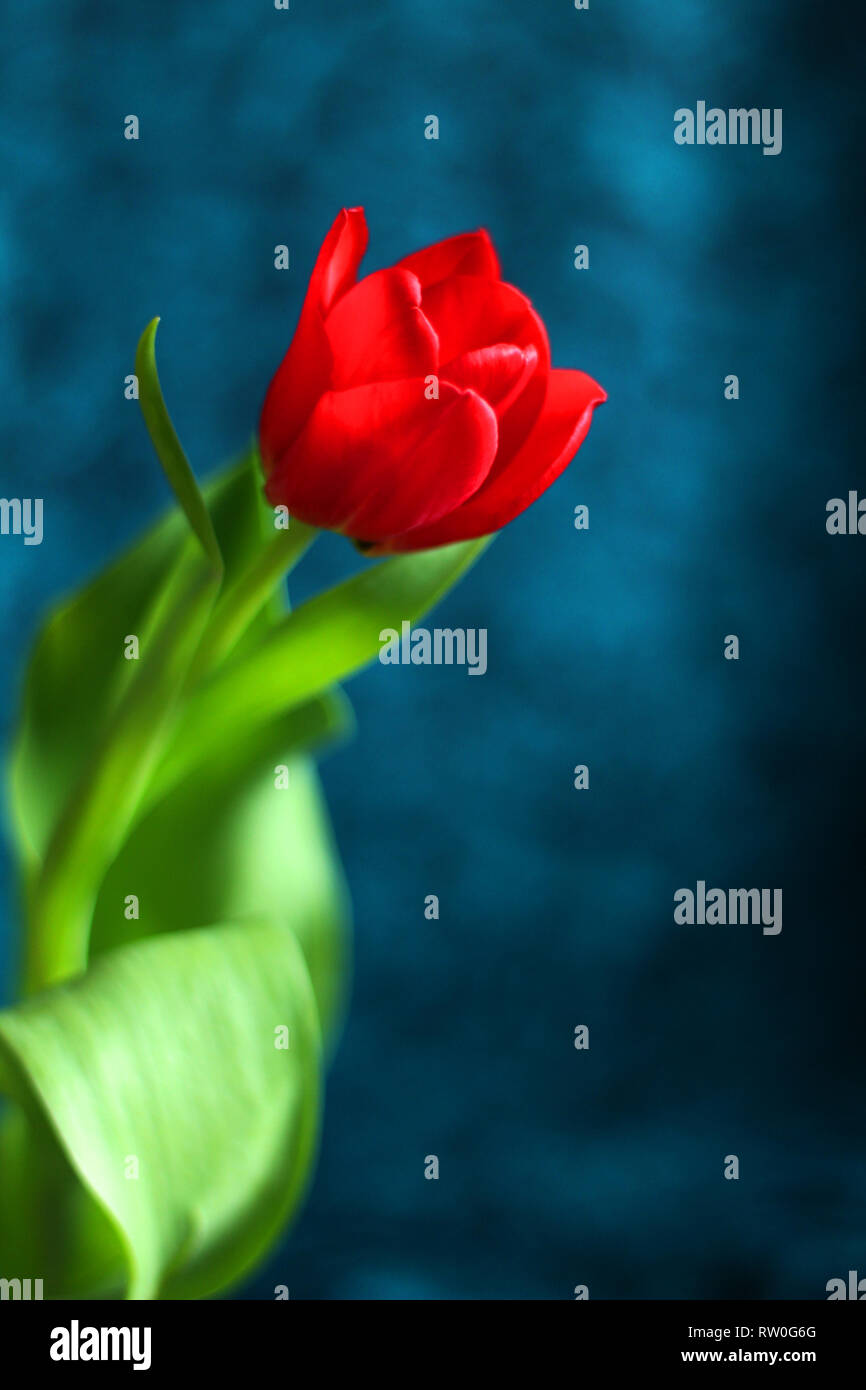 Nahaufnahme, rote Tulpe, selektiver Fokus, dunkler Hintergrund, kostenlose Kopie Raum Stockfoto