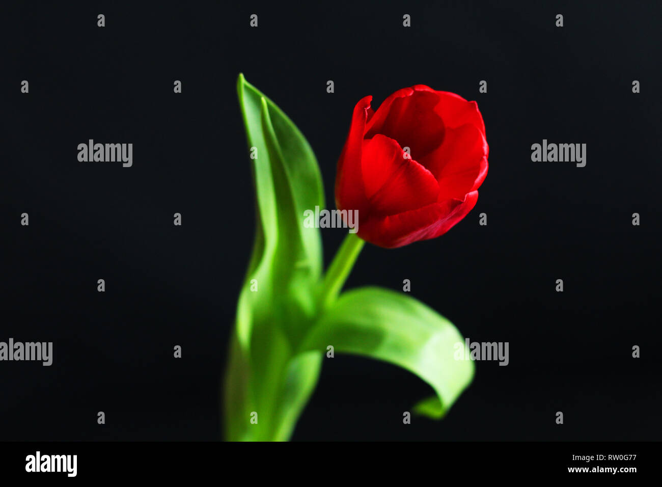 Nahaufnahme auf rote Tulpe, selektiver Fokus, schwarzer Hintergrund Stockfoto