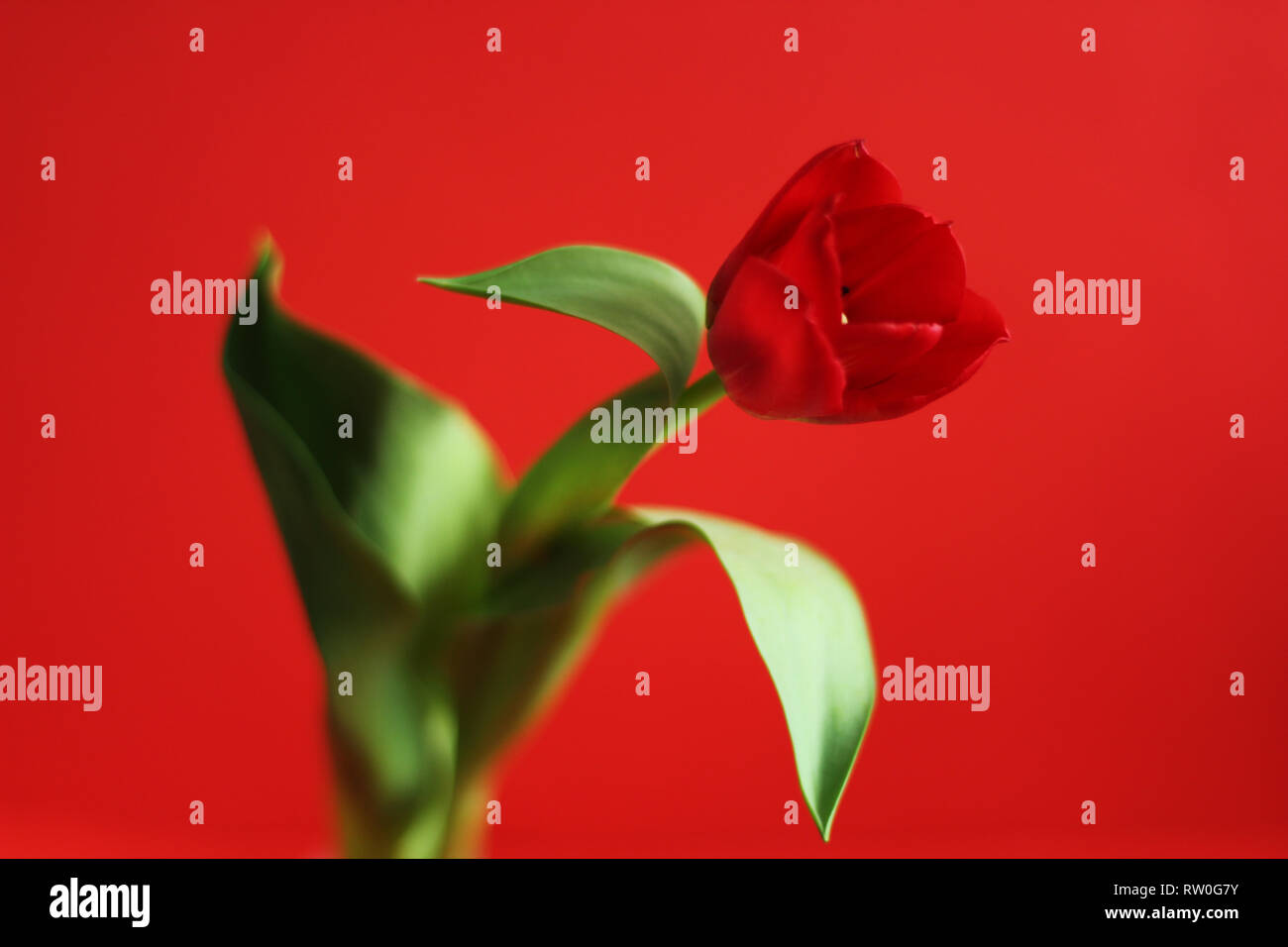 Einzelne rote Tulpe, selektiver Fokus, roter Hintergrund Stockfoto