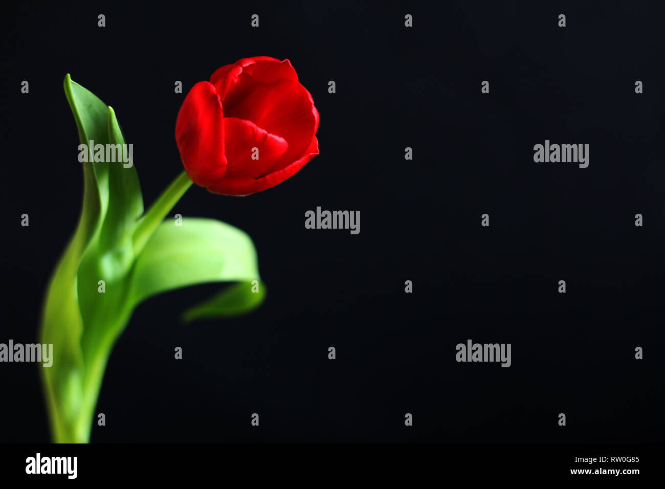 Isolierte rote Tulpe, selektiver Fokus, schwarzer Hintergrund, kostenlose Kopie Raum Stockfoto