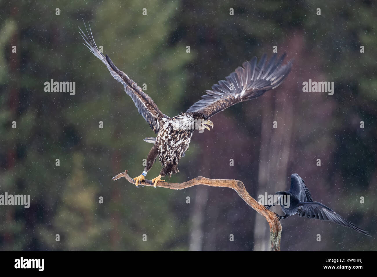 White tailed Eagles Schuß von einem Mitte ausblenden Schweden Stockfoto