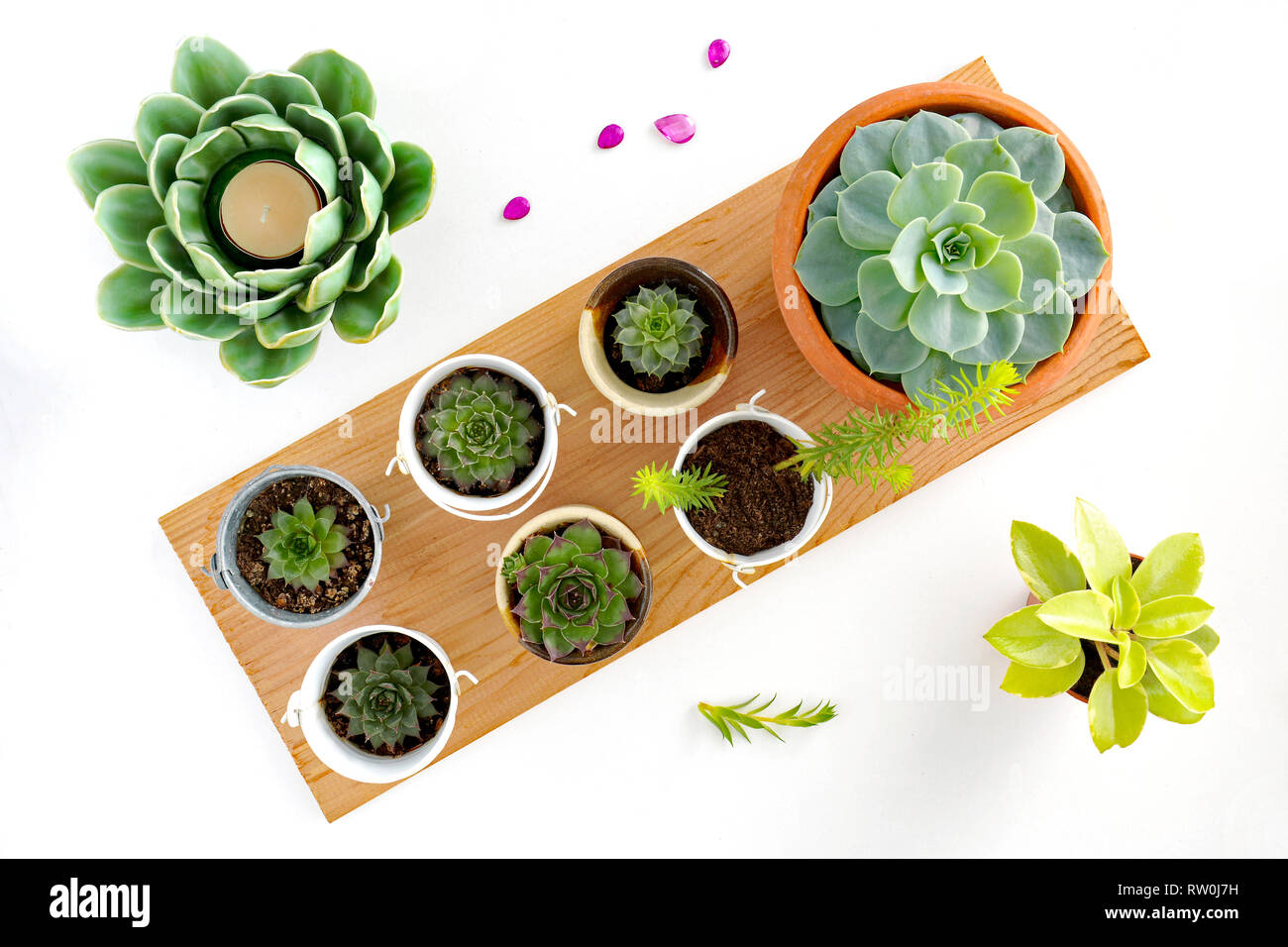 Sukkulenten auf Cedar Board auf weißem Hintergrund. Diagonale Komposition von Overhead. Keramik Kerze saftig und kleine grüne Pflanze als Akzente. Stockfoto