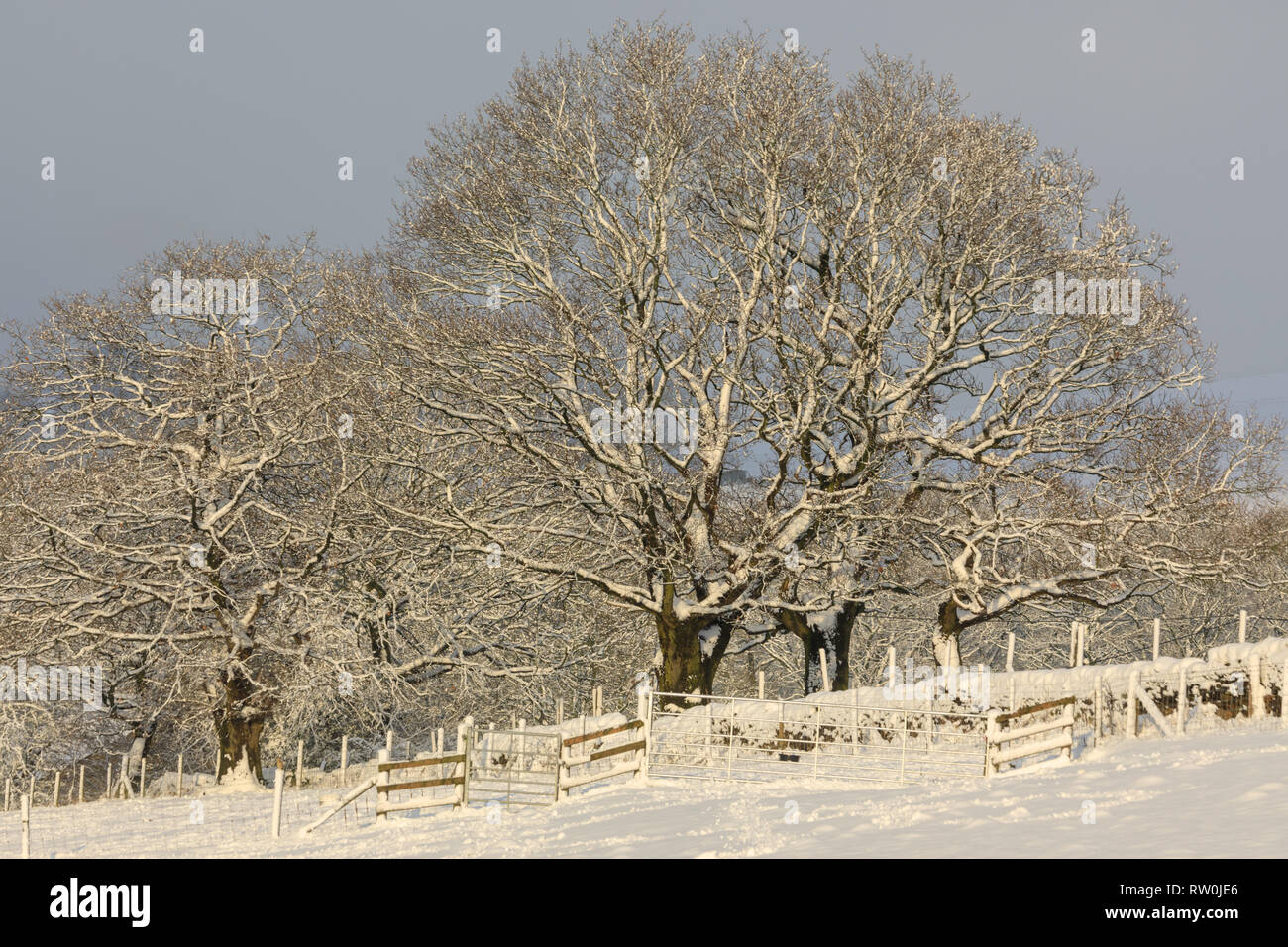 Verschneite Bäume in einem Feld in England im Winter. Grauer Himmel, aber das Sonnenlicht auf den Ästen und Feld im Schnee Stockfoto