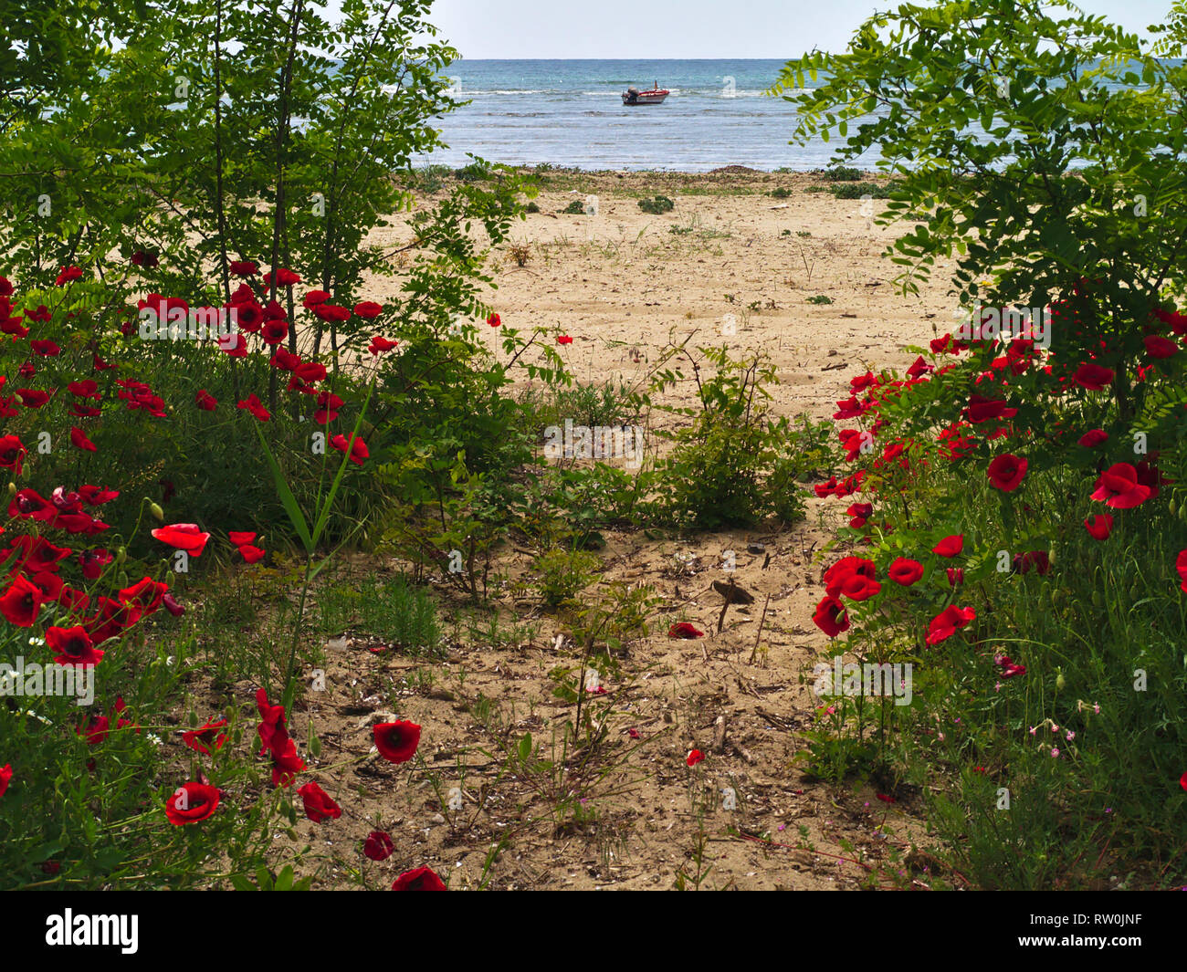 Sandstrand mit grünen Pflanzen poppys und Boot im Meer. Idyllische Frühling Bild. Stockfoto