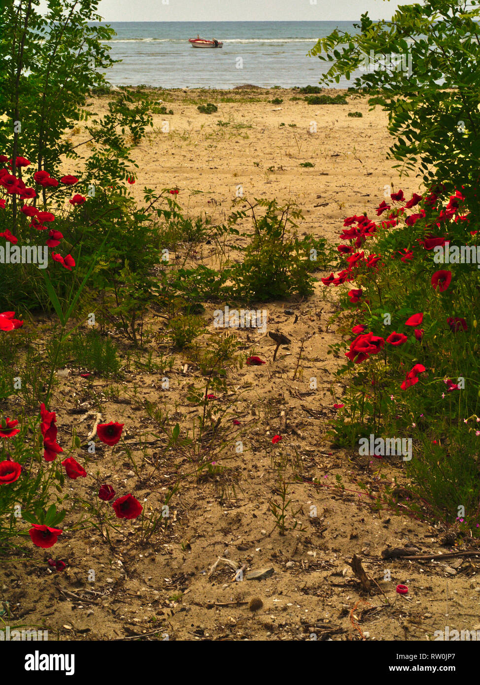 Sandstrand mit grünen Pflanzen poppys und Boot im Meer. Idyllische Frühling Bild. Stockfoto