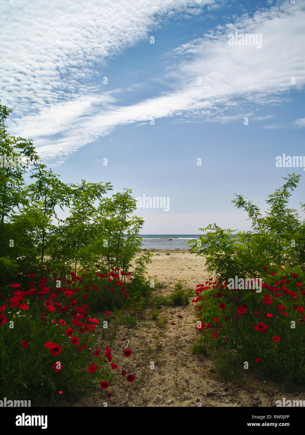 Sandstrand mit grünen Pflanzen poppys und Boot im Meer. Idyllische Frühling Bild. Stockfoto