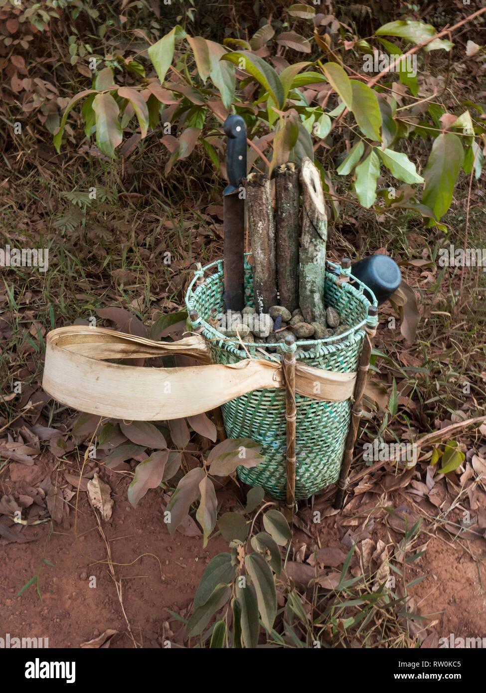 Mato Grosso, Brasilien. Ein traditionelles Kayapo design Korb, sondern aus Kunststoff Binding tape, steht auf dem Boden des Regenwaldes mit KUMARU (Dipterix odorata, Tonkabohnen) und Längen von Arzneimitteln Rebsorten aus dem Wald. Stockfoto