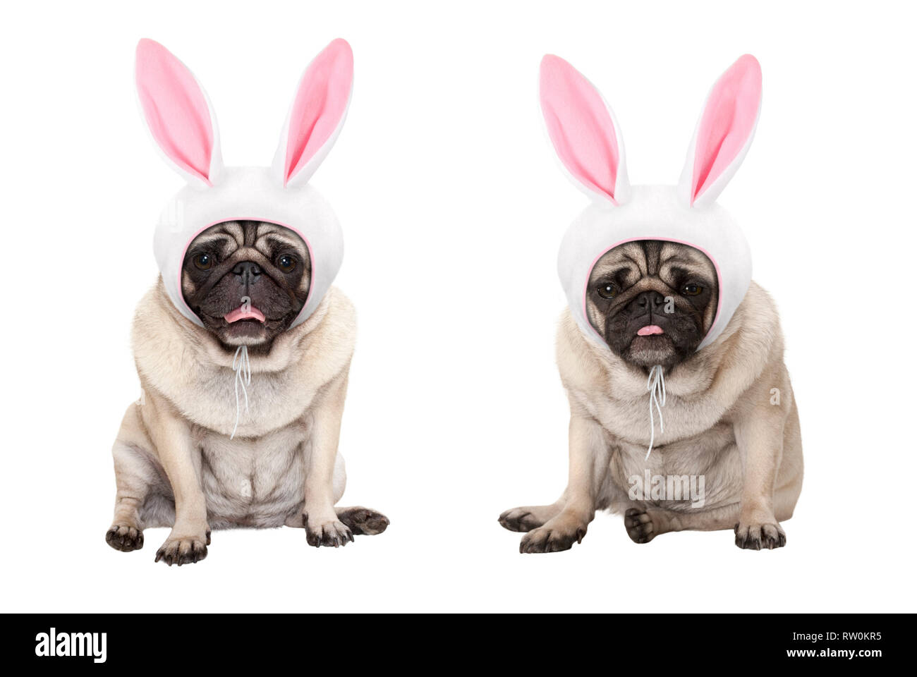 Lustige kleine Ostern Mops Welpen Hunde, hinsetzen, das Tragen von Osterhase Mütze mit Ohren, auf weißem Hintergrund Stockfoto