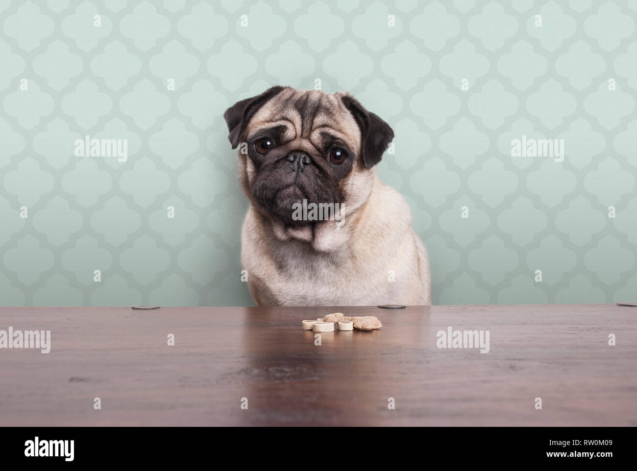 Cute erbärmliche Mops Welpen Hund auf ein no carbs Diät an den hölzernen Tisch sitzen mit Snacks vor, Pastellgrün Hintergrund Stockfoto