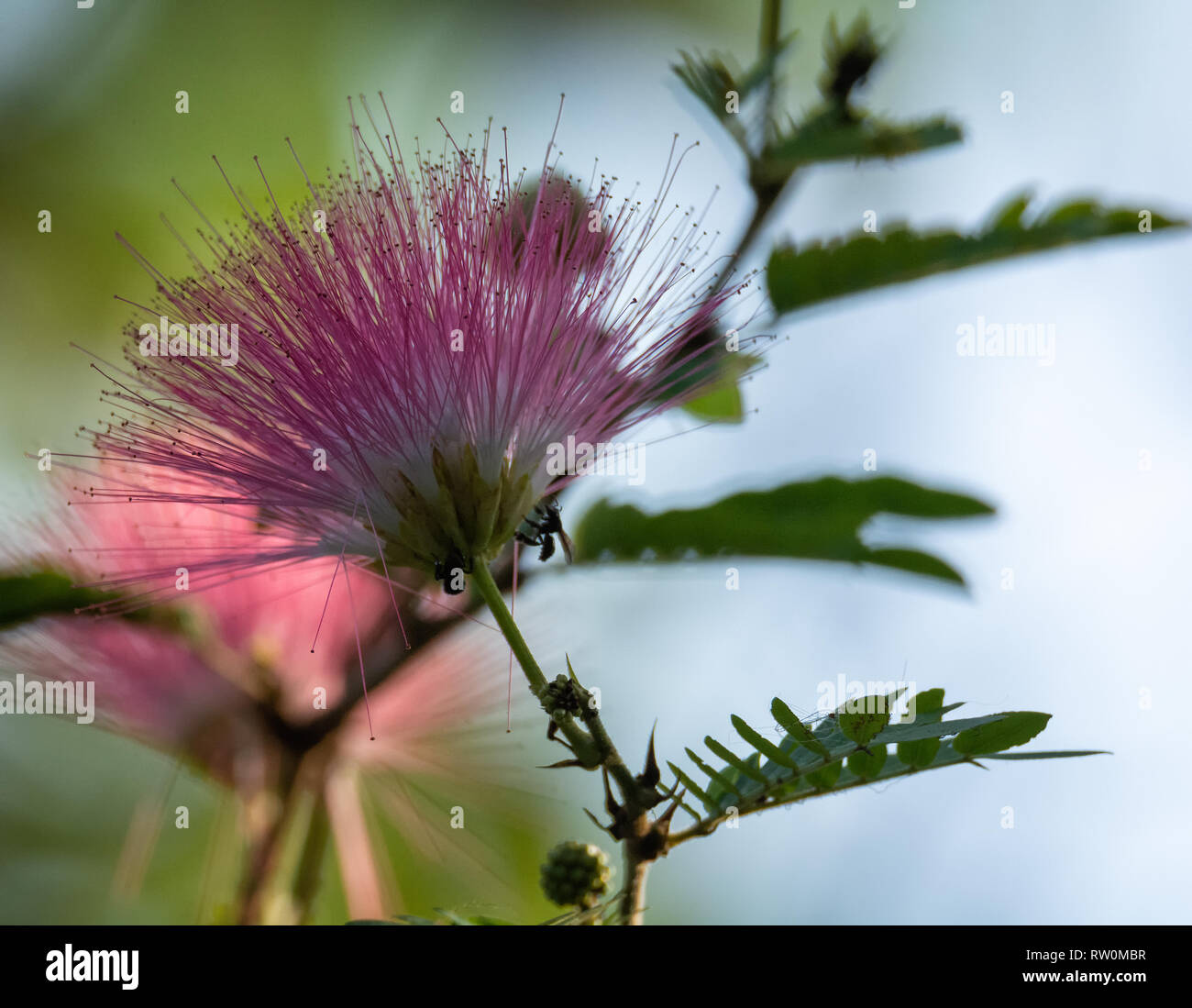 Ein persischer Seide Baum schickt bis Dutzende von rosa Filamente seine Blüte zu bilden. Stockfoto