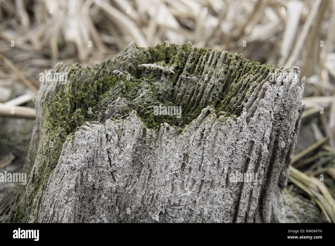Detail des alten Baumstamm, die unter Wasser für eine lange Zeit war Stockfoto