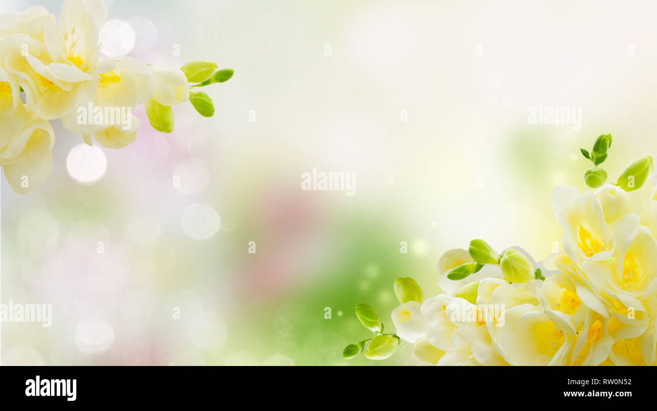 Freeseia frische Blumen Stockfoto