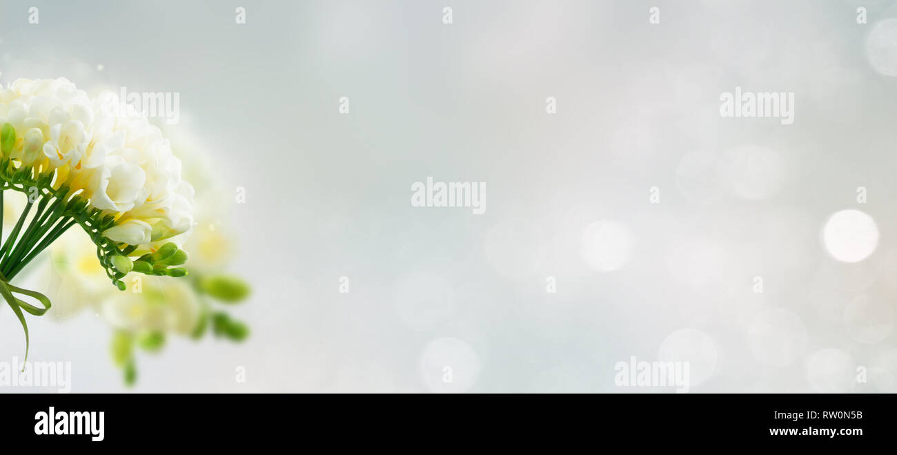 Freeseia frische Blumen Stockfoto