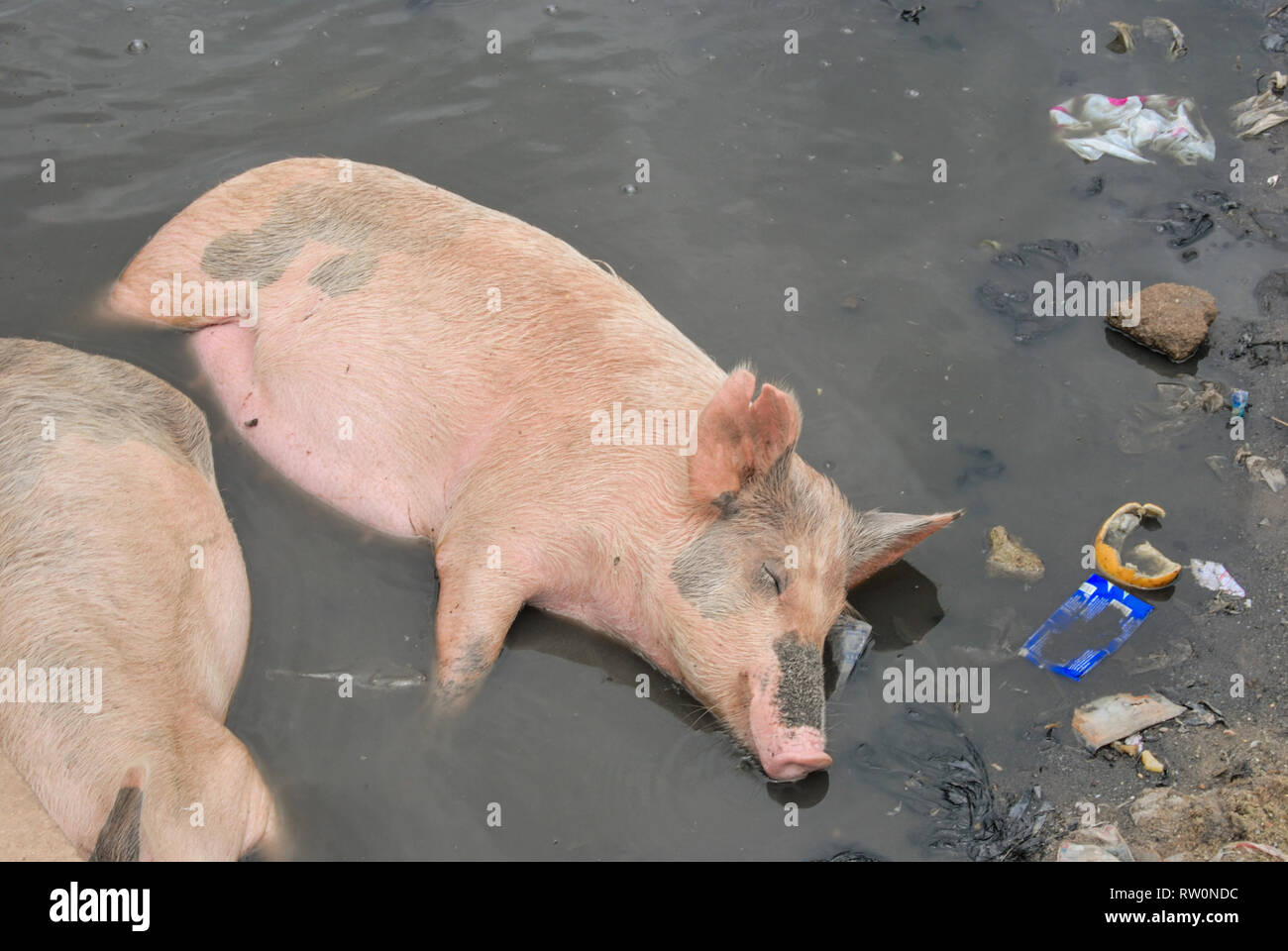 Ein hausschwein in belasteten Schlamm voll Abfall in Elmina, Ghana zur Festlegung Stockfoto