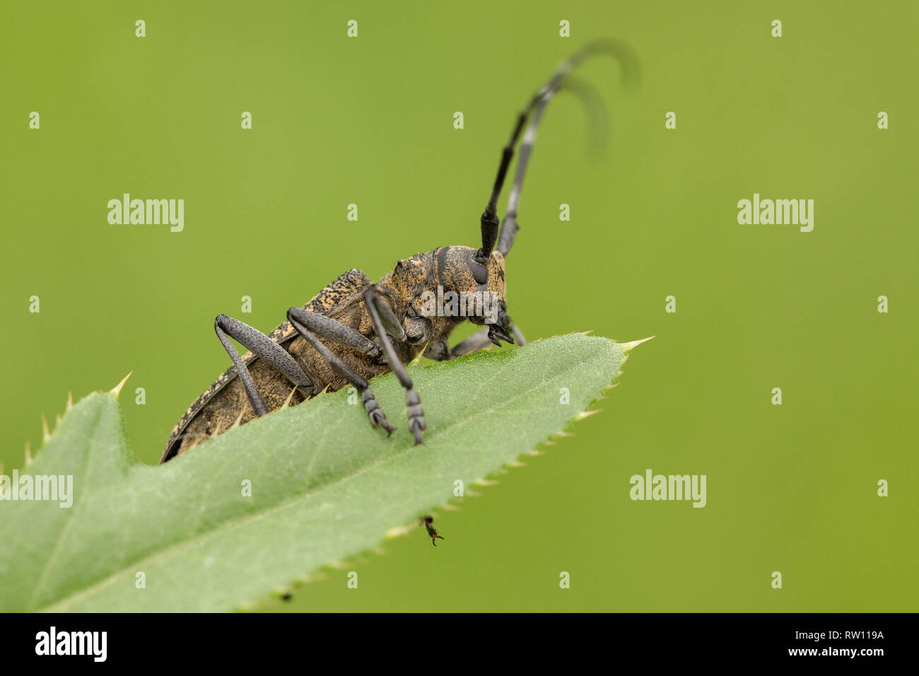 Kleine weiße - marmorated Langhörnigen Käfer Monochamus sutor in der Tschechischen Republik Stockfoto