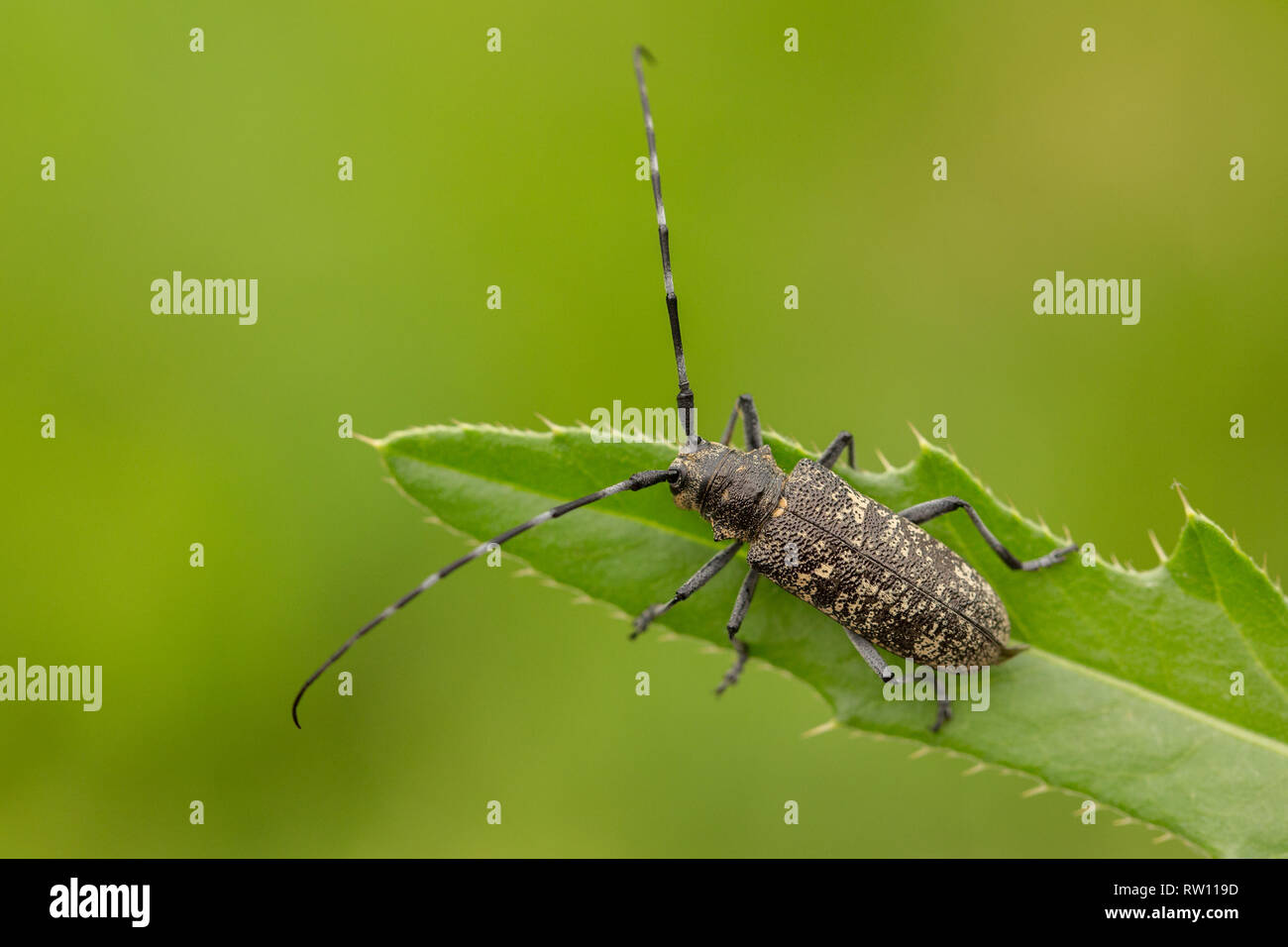 Kleine weiße - marmorated Langhörnigen Käfer Monochamus sutor in der Tschechischen Republik Stockfoto