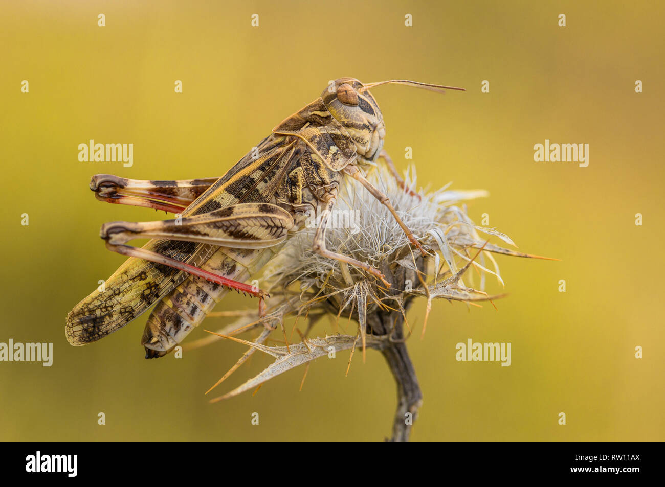 Die Heuschrecke Oedaleus decorus in Kroatien, Krk Stockfoto