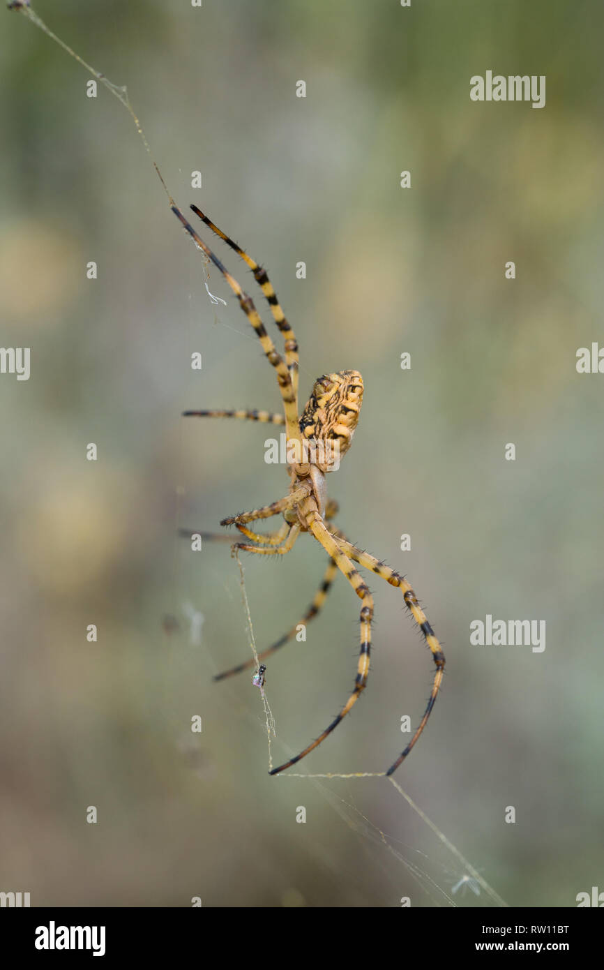 Schöne Spider Argiope lobata in Kroatien, Krk Stockfoto