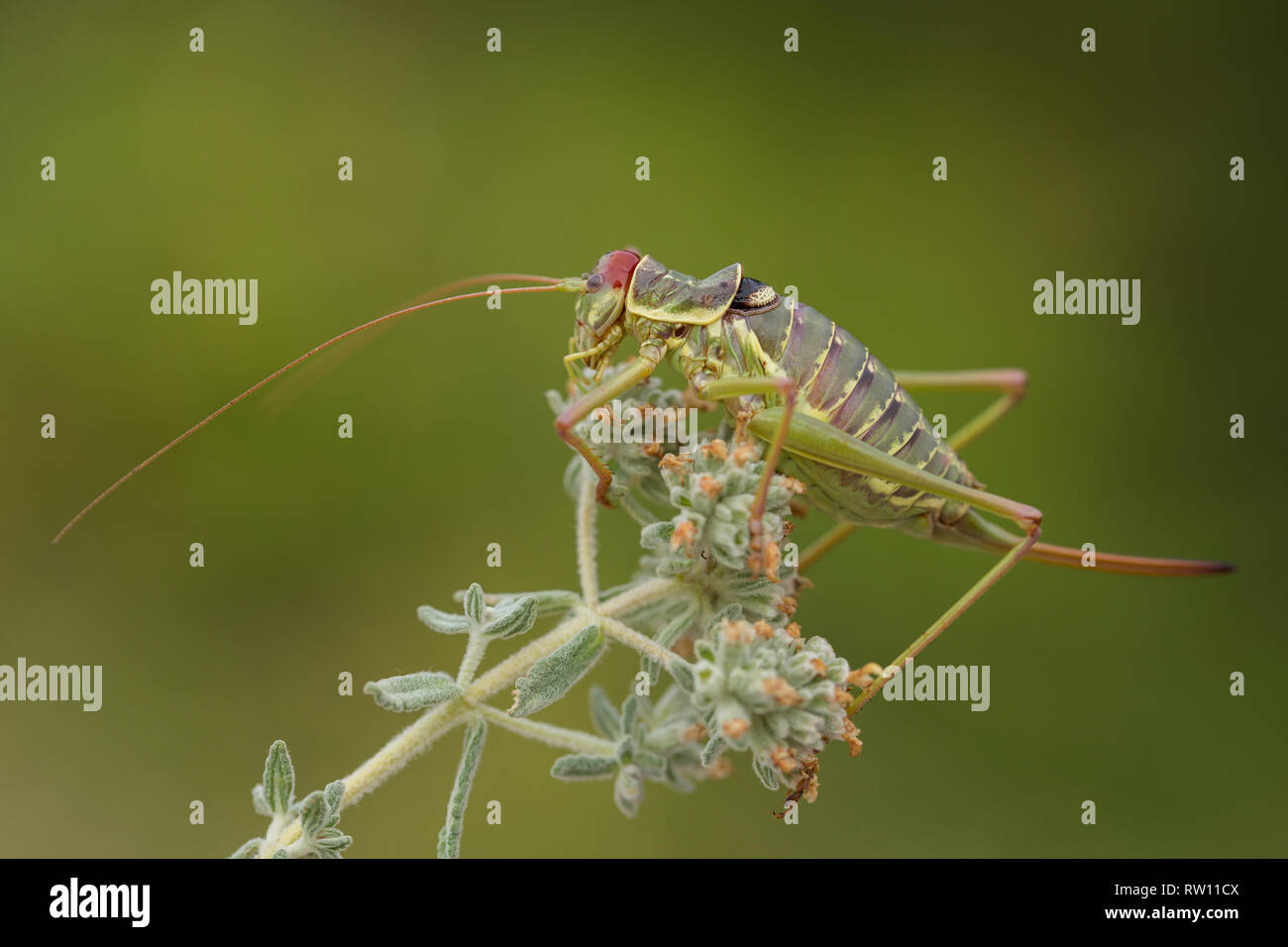 Dalmatiner Sattel Bush - Kricket Ephippiger discoidalis in Kroatien, Krk Stockfoto