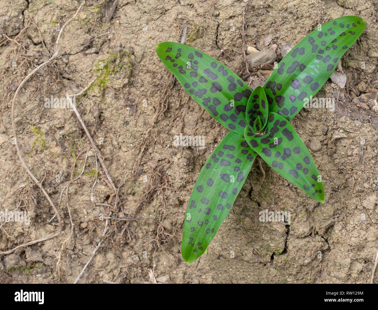 Bald Frühling, Blätter der Gemeinsamen Gefleckte Knabenkraut, Dactylorhiza fushsii gerade beginnen zu erscheinen. Mit Copyspace. Stockfoto