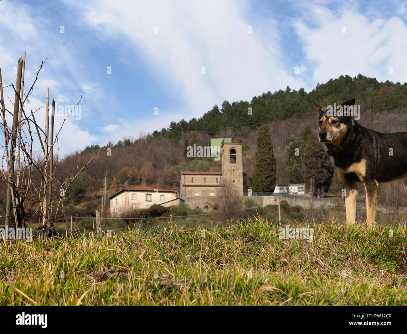 Fernsicht auf die Kirche, La Pieve di Santa Maria Assunta di Pognana, in der Nähe der Verrucola, Lunigiana, Italien. Ein lokaler Hund steht Sentry. Stockfoto
