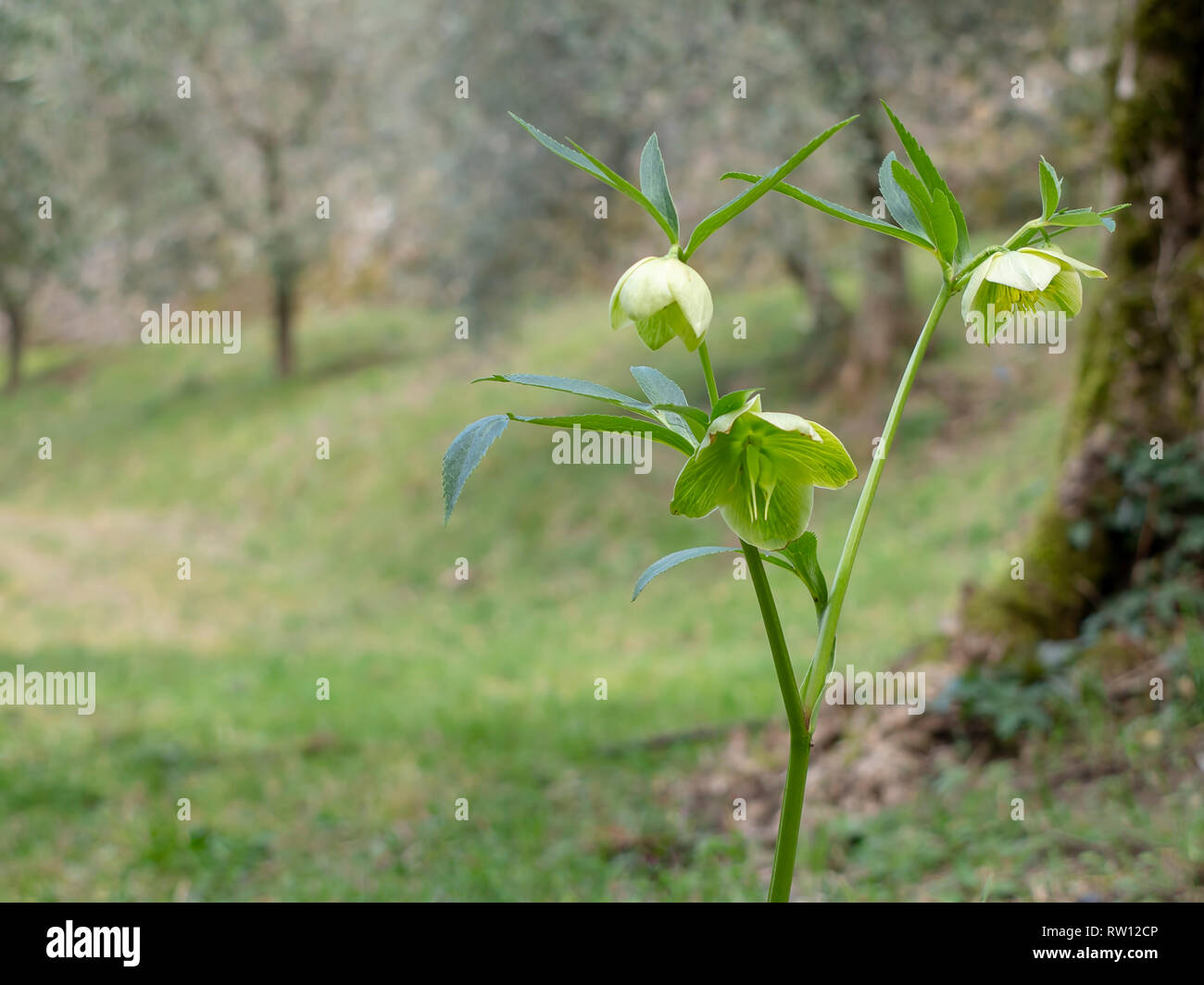 Wilde grüne Nieswurz Blumen aka Fastenzeit Rose, in natürlicher Umgebung. Frühling Blumen. Stockfoto